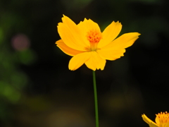 黄花コスモス　１
