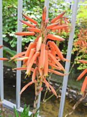 アロエの花　３
