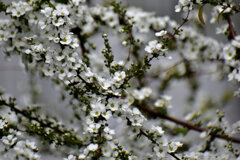 雪柳（ユキヤナギ）　３