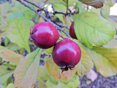 山樝子（さんざし）の実　３