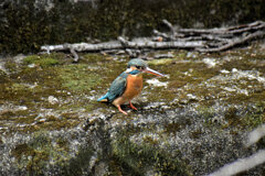 二ヶ領用水路』武蔵小杉付近で　カワセミさん♀　４