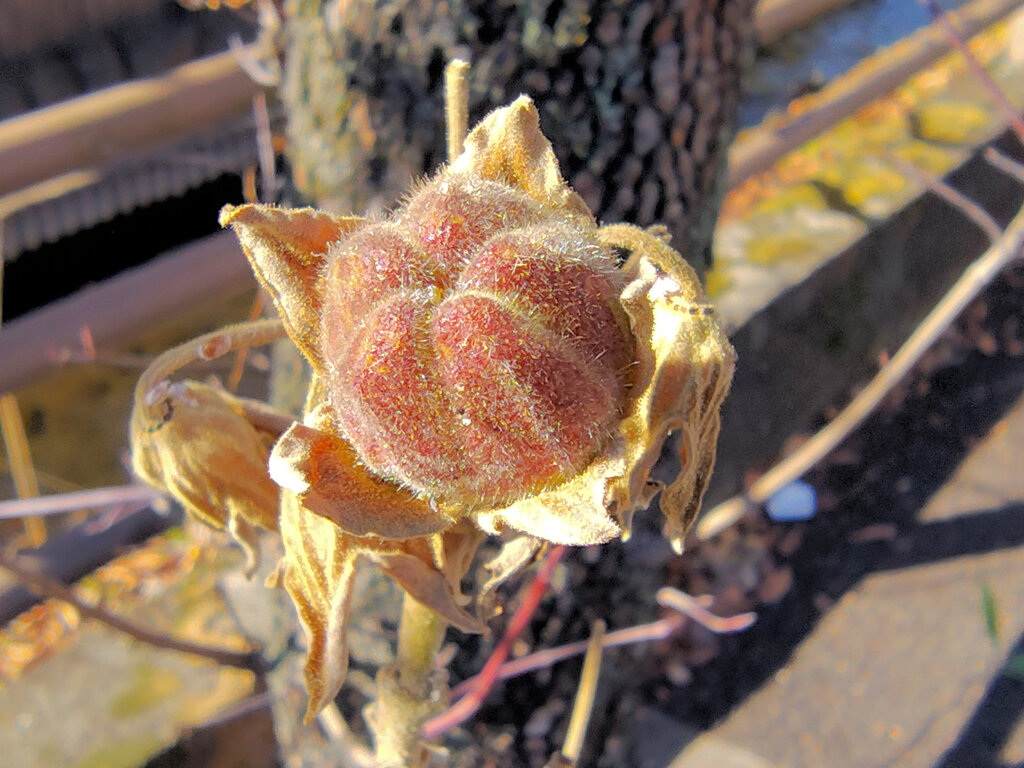 「枯れ芙蓉（かれふよう）」３