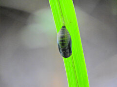 この蛹はどんな蝶になるんだろう？