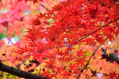 萌え盛る紅葉　７
