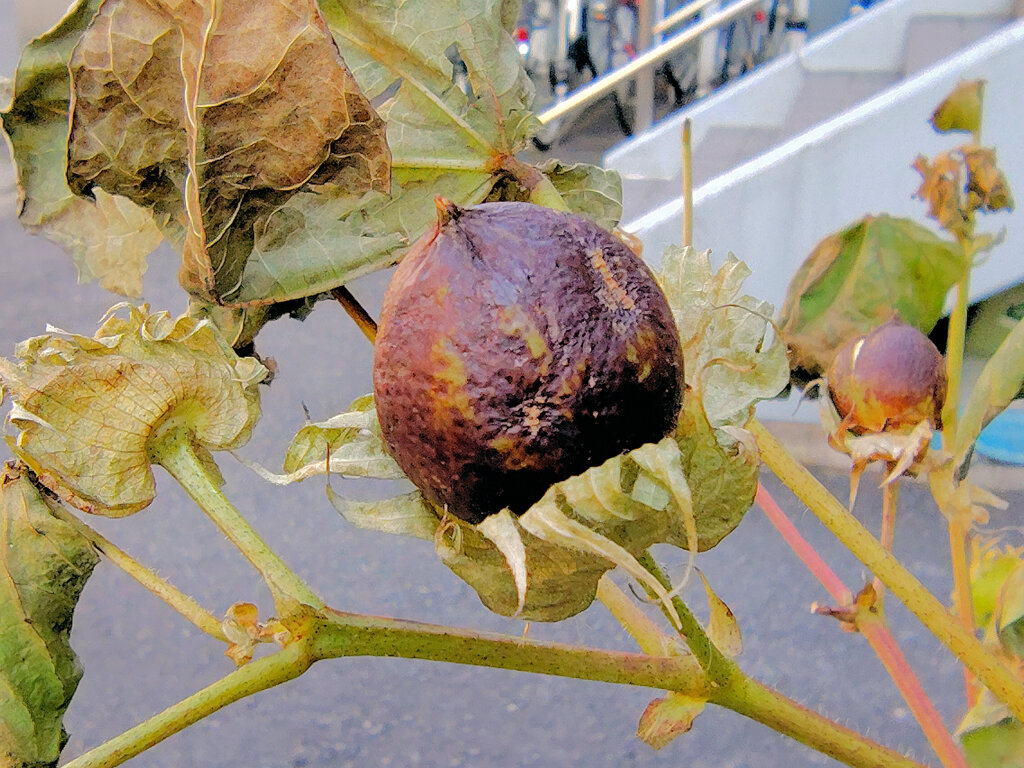 真冬の　綿の実　３