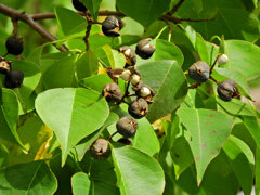 南京黄櫨 （なんきんはぜ）弾けた実　６