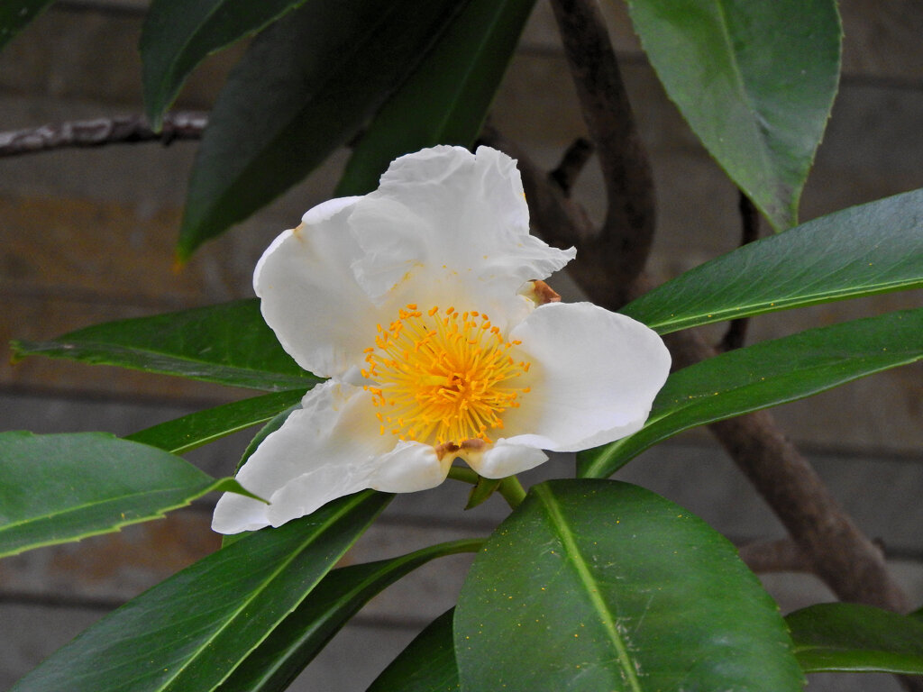 台湾椿（タイワンツバキ）３