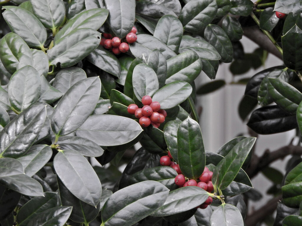 柊黐 （ひいらぎもち）　１