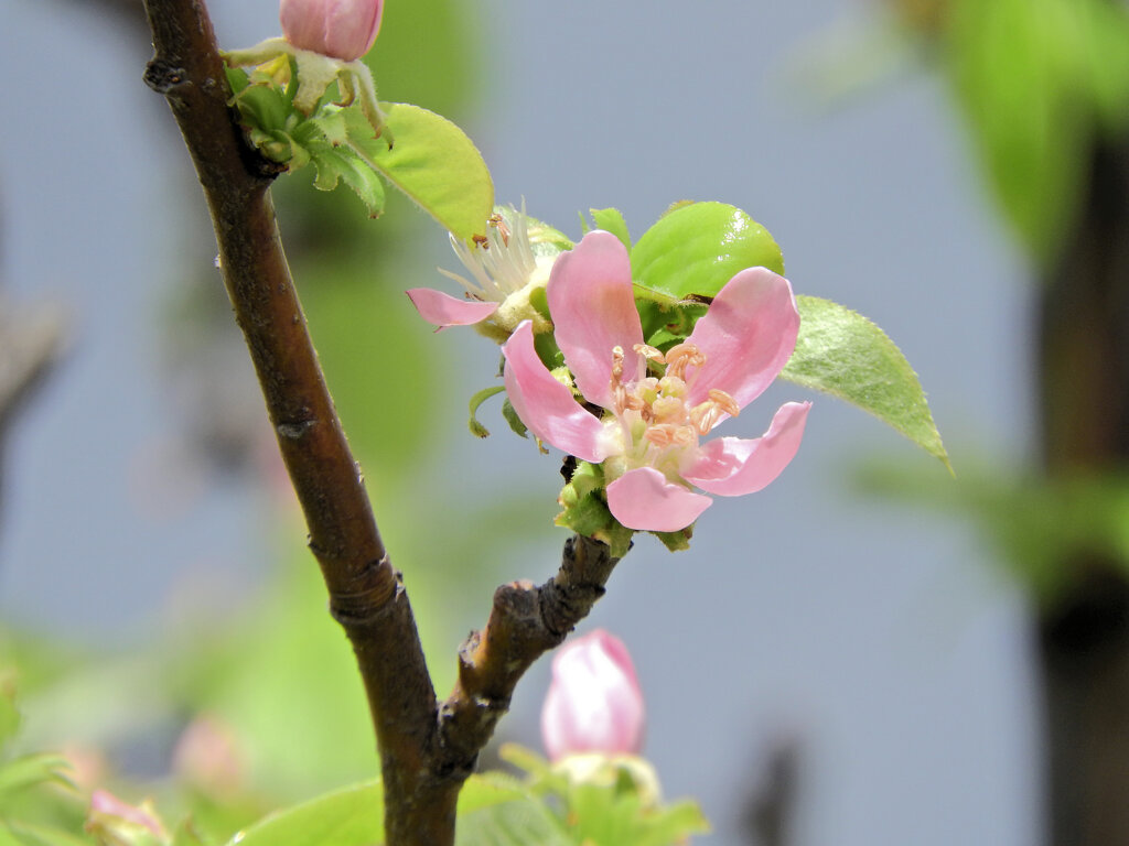 花梨の花　２