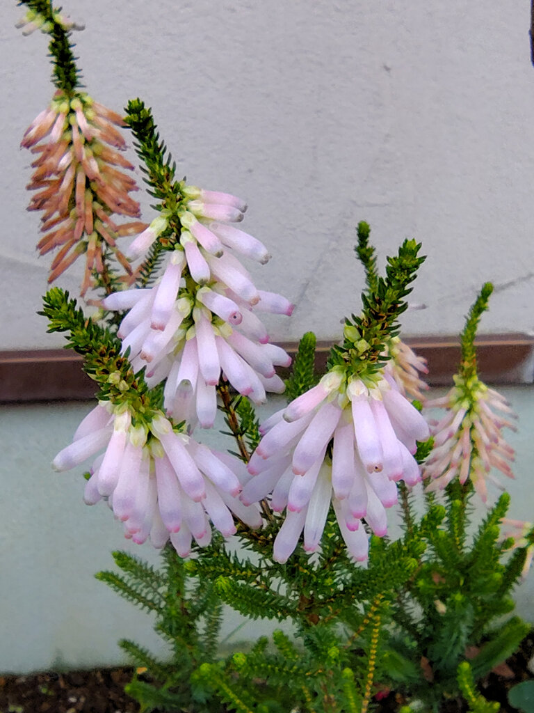 エリカ　様　１