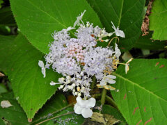 里山の急斜面で　玉紫陽花　開花　４