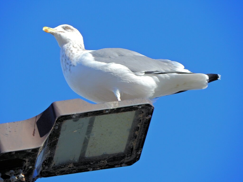 今年も来たーセグロカモメ　さん　2/2