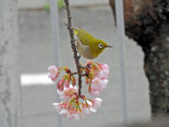 大寒桜（オオカンザクラ）にメジロ　２