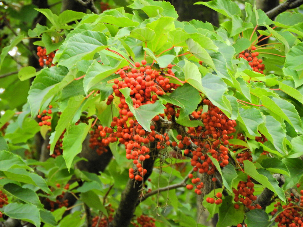 飯桐 　（いいぎり） 南天桐　（なんてんぎり）２