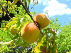 花桃の実　４