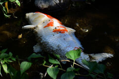 二ヶ領用水路・・死んだ錦鯉　4/5