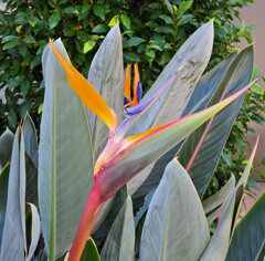 極楽鳥花 （ごくらくちょうか）（ストレリチア）１