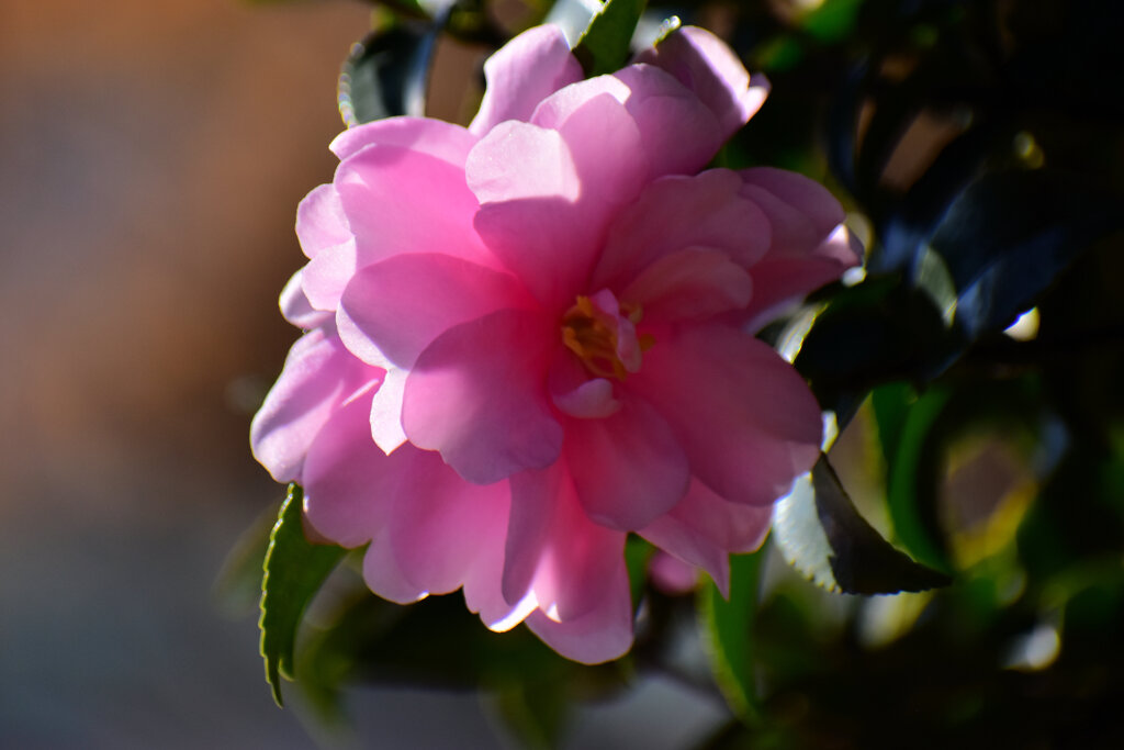 山茶花　（サザンカ）５