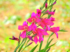  春咲きグラジオラス　ビザンティヌス 　６