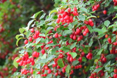鈴なり夏茱萸（ナツグミ）②