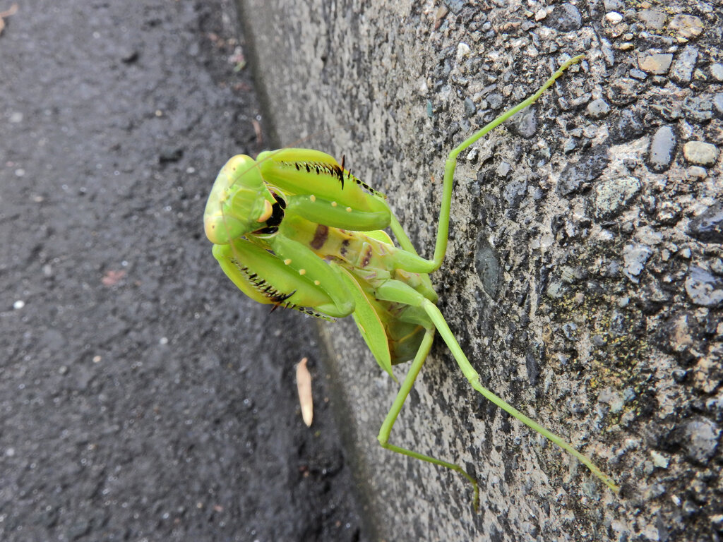 カマキリさんに出合った　7/8