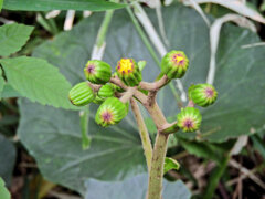 石蕗 （つわぶき）１