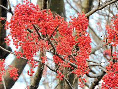 飯桐 （いいぎり）　南天桐（なんてんぎり）２