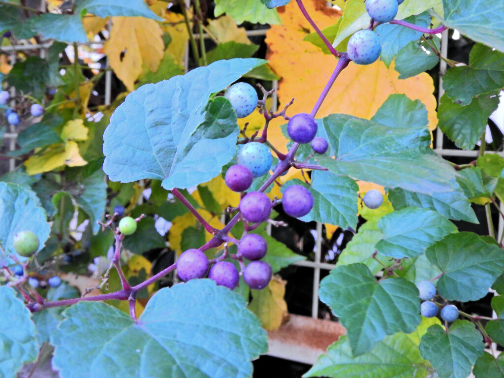 野葡萄の実　３