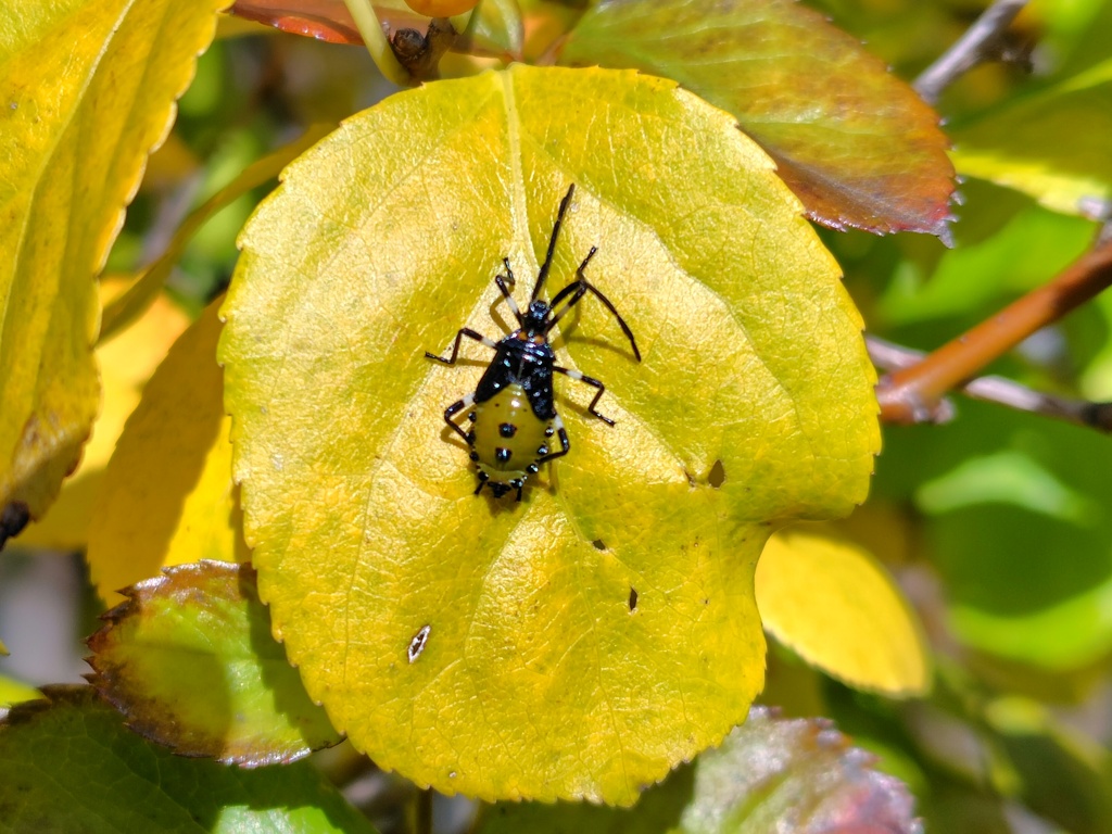 キバラヘリカメムシ「幼虫」１
