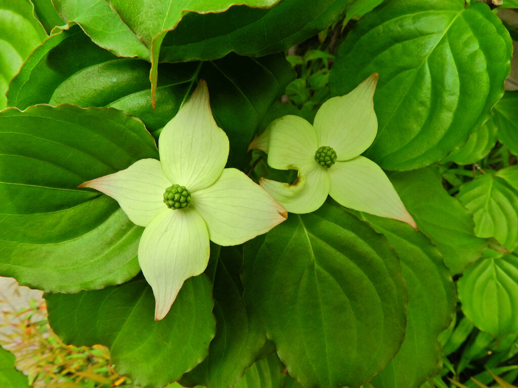 ヤマボウシ（山法師）　開花　６