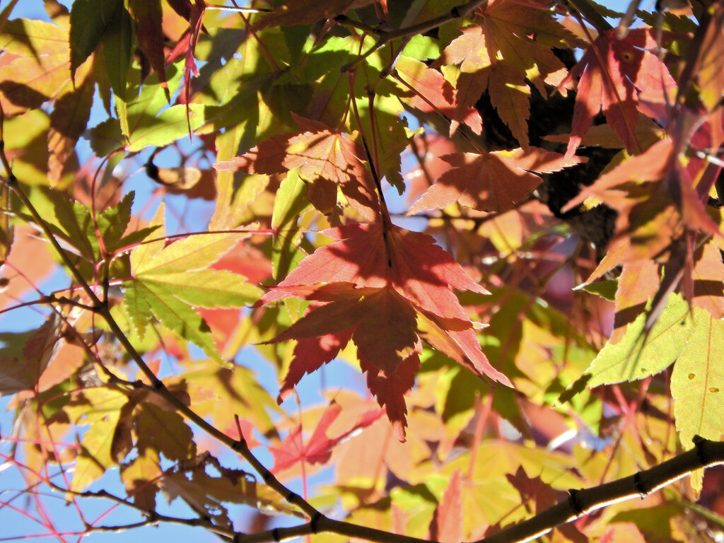 近所のお寺で　紅葉　７
