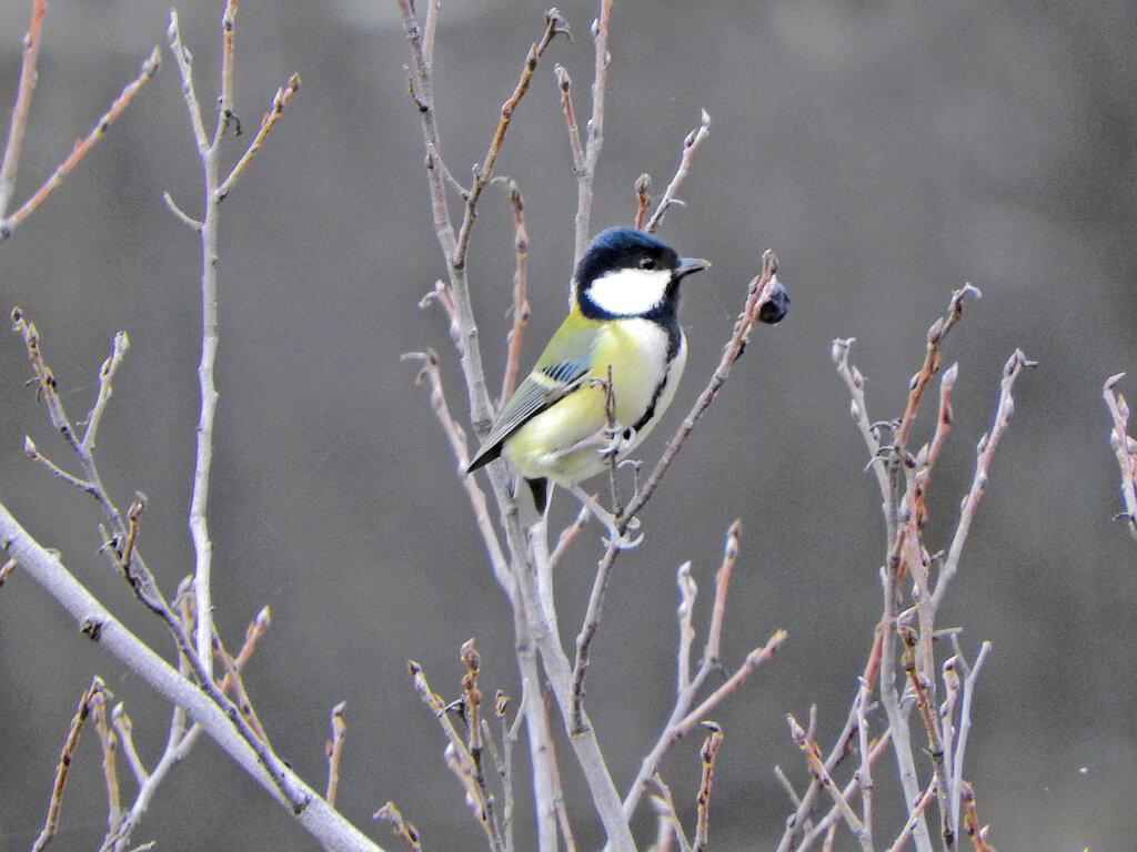 四十雀さん　４