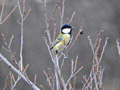 四十雀さん　４