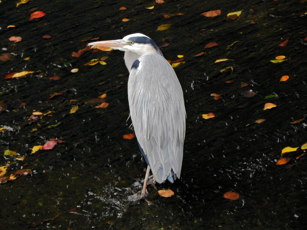落ち葉は喰えん・・アオサギ　３