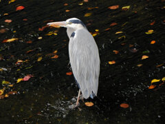 落ち葉は喰えん・・アオサギ　３