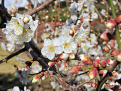白梅　４