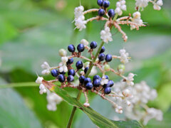 藪茗荷　花と実　５
