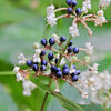藪茗荷　花と実　５