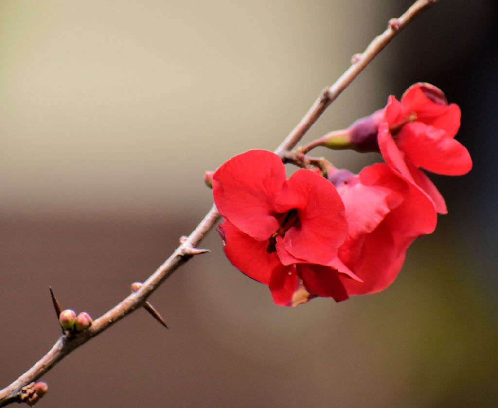 ぼぉけぇ～木瓜の花　６