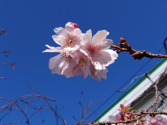 二ヶ領用水路で　十月桜　５