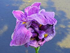 花菖蒲　７