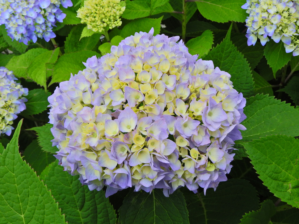 紫陽花　３