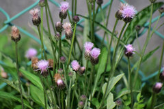 キツネアザミ　（狐薊）３