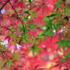 近所のお寺でⅡ　紅葉　１０