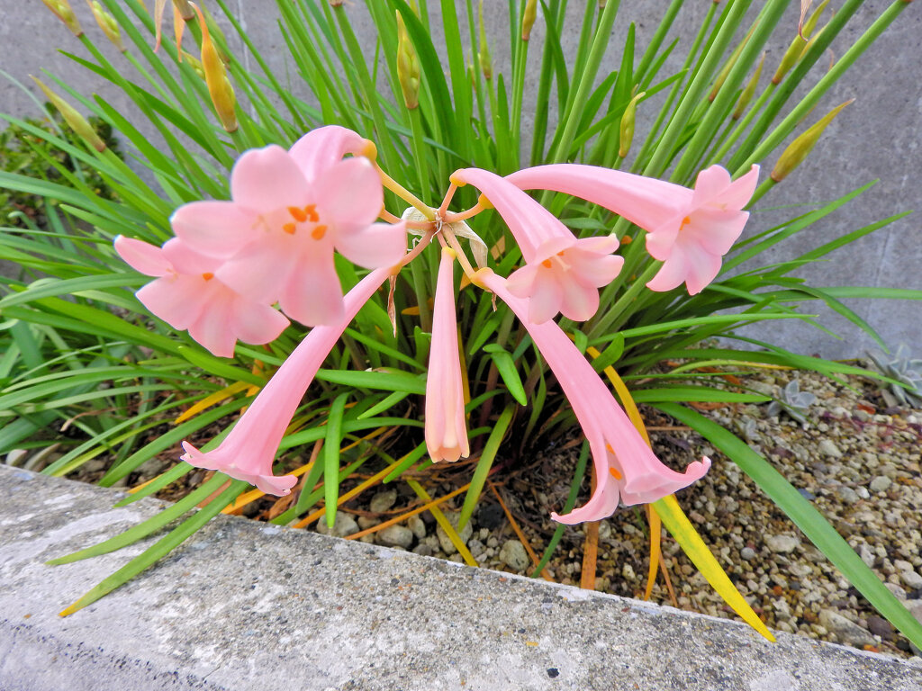 キルタンサス　3/3