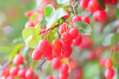 鈴なり夏茱萸（ナツグミ）⑥