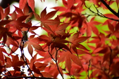 春紅葉　17
