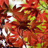 春紅葉　17
