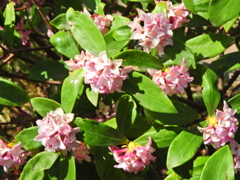 良いかほり　沈丁花　５