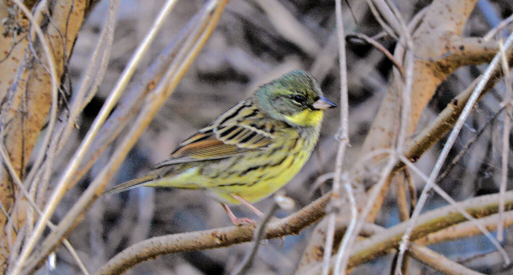 アオジ　さん　2/3